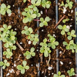 Jardinage écologique : comment créer un jardin durable